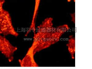merck millipore,默克密理博,04-1019,Anti-Synaptophysin (CT) Antibody, clone YE269, rabbit monoclonal