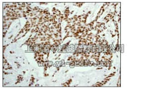 merck millipore,默克密理博,04-1021,Anti-ATF-2 (CT) Antibody, clone E243, rabbit monoclonal