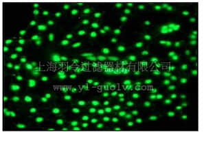 merck millipore,默克密理博,04-1024,Anti-PRKDC/DNA-PK Antibody, clone Y393, rabbit monoclonal