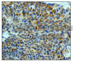 merck millipore,默克密理博,04-1027,Anti-SGK Antibody, clone Y238, rabbit monoclonal