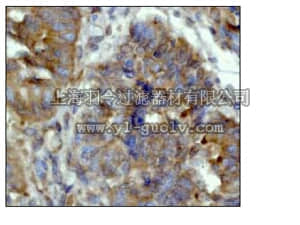 merck millipore,默克密理博,04-1029,Anti-SMAD2 Antibody, clone EP567Y, rabbit monoclonal