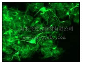 merck millipore,默克密理博,04-1032,Anti-Neurofilament-66 Antibody, clone EP676Y, rabbit monoclonal