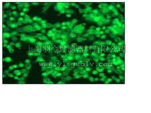 merck millipore,默克密理博,04-1033,Anti-SMAD4 (CT) Antibody, clone EP618Y, rabbit monoclonal