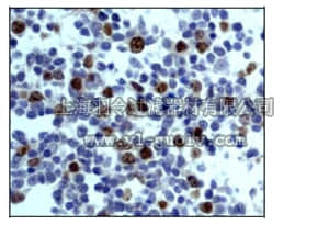 merck millipore,默克密理博,04-1036,Anti-Aurora-B (NT) Antibody, clone EP1009Y, rabbit monoclonal