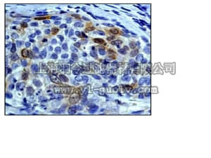 merck millipore,默克密理博,04-1037,Anti-Aurora-A (CT) Antibody, clone EP1008Y, rabbit monoclonal