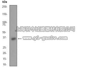 merck millipore,默克密理博,04-1038,Anti-Aurora C (NT) Antibody, clone EP1011Y, rabbit monoclonal