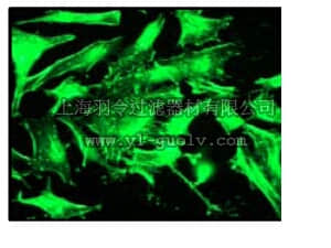 merck millipore,默克密理博,04-1040,Anti-Actin Antibody, clone EP184E, rabbit monoclonal