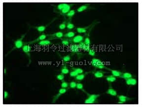 merck millipore,默克密理博,04-1041,Anti-Musashi-1 (NT) Antibody, clone EP1302, rabbit monoclonal