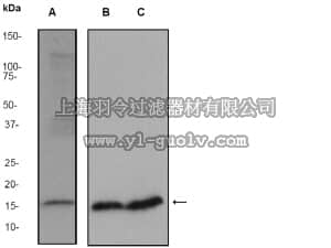 merck millipore,默克密理博,04-1043,Anti-Cytochrome C Antibody, clone EP1326Y, rabbit monoclonal