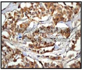 merck millipore,默克密理博,04-1045,Anti-Caspase-6 (Pro) Antibody, clone EP1325Y, rabbit monoclonal