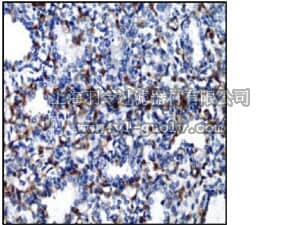 merck millipore,默克密理博,04-1046,Anti-Notch1 (Cytoplasmic) Antibody, clone EP1238Y, Rabbit,04-1046