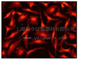 merck millipore,默克密理博,04-1047,Anti-EZH 1/2 Antibody, clone EP1408Y, rabbit monoclonal