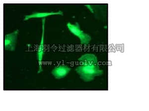 merck millipore,默克密理博,04-1053,Anti-α-Synuclein (NT) Antibody, clone EP1646Y, rabbit monoclonal