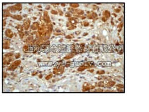 merck millipore,默克密理博,04-1054,Anti-S100-β (CT) Antibody, clone EP1576Y, rabbit monoclonal