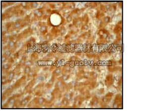 merck millipore,默克密理博,04-1055,Anti-Atg7 Antibody, clone EP1759Y, rabbit monoclonal