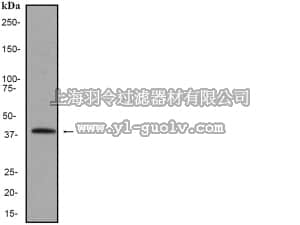 merck millipore,默克密理博,04-1056,Anti-IDO Antibody, clone EPR1230Y, rabbit monoclonal