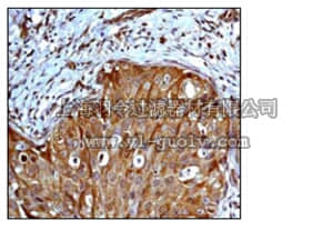 merck millipore,默克密理博,04-1058,Anti-phospho-eIF4E (Ser209) Antibody, clone EP2151Y, rabbit monoclonal