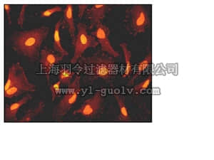 merck millipore,默克密理博,04-1059,Anti-phospho-STAT3 (Tyr705) Antibody, clone EP2147Y, rabbit monoclonal