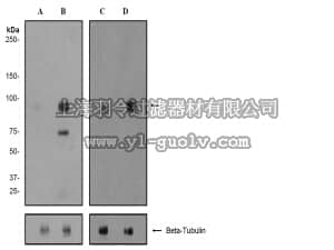 merck millipore,默克密理博,04-1065,Anti-phospho-PSD95 (Ser295) Antibody, clone EP2615Y, rabbit monoclonal