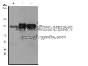 merck millipore,默克密理博,04-1066,Anti-PSD95 (NT) Antibody, clone EP2652Y, rabbit monoclonal