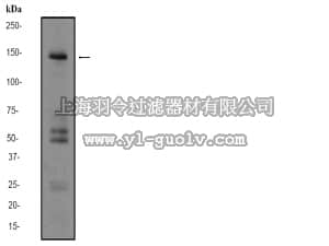 merck millipore,默克密理博,04-1071,Anti-SynGAP (CT) Antibody, clone EPR2883Y, rabbit monoclonal