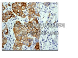 merck millipore,默克密理博,04-1075,Anti-phospho-GSK3 β (Ser9) Antibody, clone EPR2286Y, rabbit monoclonal