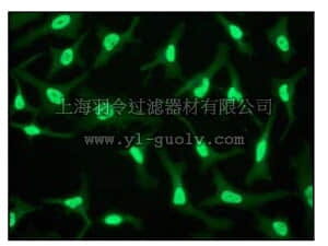 merck millipore,默克密理博,04-1080,Anti-TCF-4 Antibody, clone EP2033Y, rabbit monoclonal