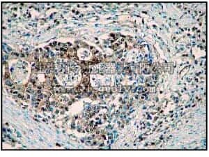 merck millipore,默克密理博,04-1088,Anti-Caspase-3 (Pro) Antibody, clone E83-103, rabbit monoclonal