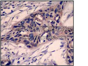 merck millipore,默克密理博,04-1090,Anti-Caspase-3 Antibody, clone E87, rabbit monoclonal