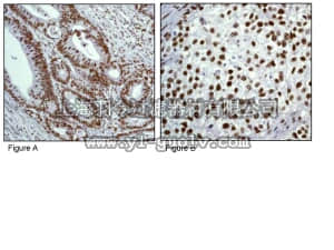 merck millipore,默克密理博,04-1091,Anti-Sir2/SIRT1 Antibody, clone E104, rabbit monoclonal