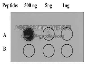 merck millipore,默克密理博,04-1098,Anti-phospho-Jak2 (Tyr1007/Tyr1008) Antibody, clone E132, rabbit monoclonal