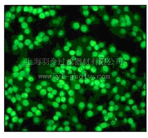 merck millipore,默克密理博,04-1100,Anti-Smad1 Antibody, clone EP565Y, rabbit monoclonal