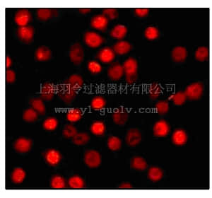 merck millipore,默克密理博,04-1104,Anti-C/EBP α (NT) Antibody, clone EP708Y, rabbit monoclonal