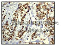 merck millipore,默克密理博,04-1107,Anti-acetyl-Histone H3 (Lys18) Antibody, clone EP959Y, rabbit monoclonal