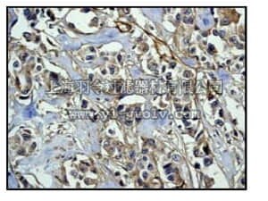 merck millipore,默克密理博,04-1109,Anti-Integrin beta1 [CD29] Antibody, clone EP1041Y, rabbit monoclonal