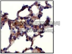 merck millipore,默克密理博,04-1113,Anti-FADD (NT) Antibody, clone EP887Y, rabbit monoclonal