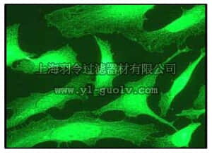 merck millipore,默克密理博,04-1117,Anti-alpha Tubulin Antibody, clone EP1332Y, rabbit monoclonal