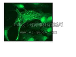 merck millipore,默克密理博,04-1124,Anti-SIRT2 (CT) Antibody, clone EP1668Y, rabbit monoclonal