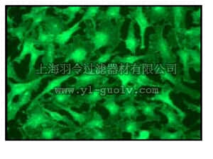merck millipore,默克密理博,04-1126,Anti-N-cadherin Antibody, CT clone EPR1792Y rabbit monoclonal