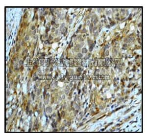 merck millipore,默克密理博,04-1130,Anti-LEF-1/TCF-1 α Antibody, clone EP2030Y, rabbit monoclonal