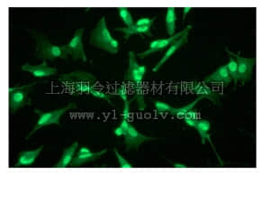 merck millipore,默克密理博,04-1132,Anti-Rsk4 (NT) Antibody, clone EP1982Y, rabbit monoclonal