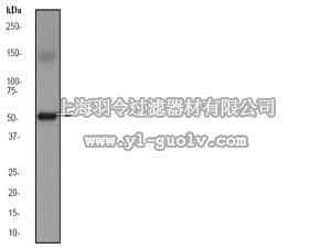 merck millipore,默克密理博,04-1134,Anti-Estrogen Related Receptor α Antibody, clone EPR46Y, rabbit monoclonal