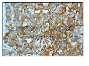 merck millipore,默克密理博,04-1136,Anti-phospho-PTEN (Ser380) Antibody, clone EP2138Y, rabbit monoclonal