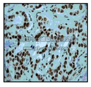 merck millipore,默克密理博,04-1137,Anti-acetyl-p53 (Lys373) Antibody, clone EP356(2)AY, rabbit monoclonal