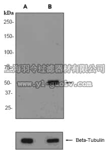 merck millipore,默克密理博,04-1146,Anti-acetyl-p53 (Lys382) Antibody, clone EPR358(2), rabbit monoclonal