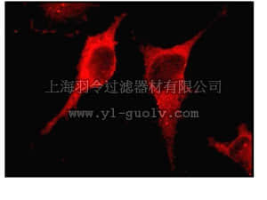 merck millipore,默克密理博,04-1149,Anti-ILK Antibody, clone EPR1592, rabbit monoclonal