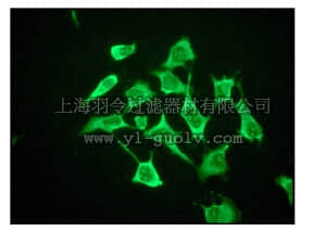merck millipore,默克密理博,04-1150,Anti-MMP-9 Antibody, clone EP1254, rabbit monoclonal