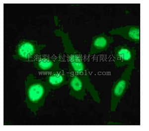 merck millipore,默克密理博,04-1153,Anti-C/EBP β (CT) Antibody, clone E299, rabbit monoclonal