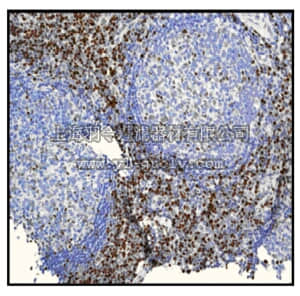 merck millipore,默克密理博,04-1159,Anti-LEF-1/TCF-1 α Antibody, clone EPR2029Y, rabbit monoclonal