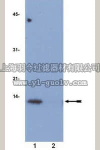 merck millipore,默克密理博,04-119,Anti-acetyl-Histone H4 (Lys12) Antibody, rabbit monoclonal